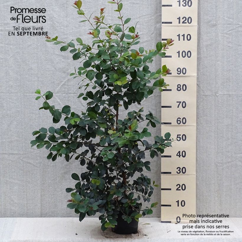 Exemplaar van Eugenia uniflora Etna Fire - Surinaamse kers Pot van 3 l/4 l zoals geleverd in de herfst