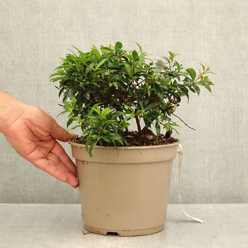 Exemplaar van Eugenia myrtifolia Compacta - Kersstruik Pot van 4 l/5 l zoals geleverd in de zomer