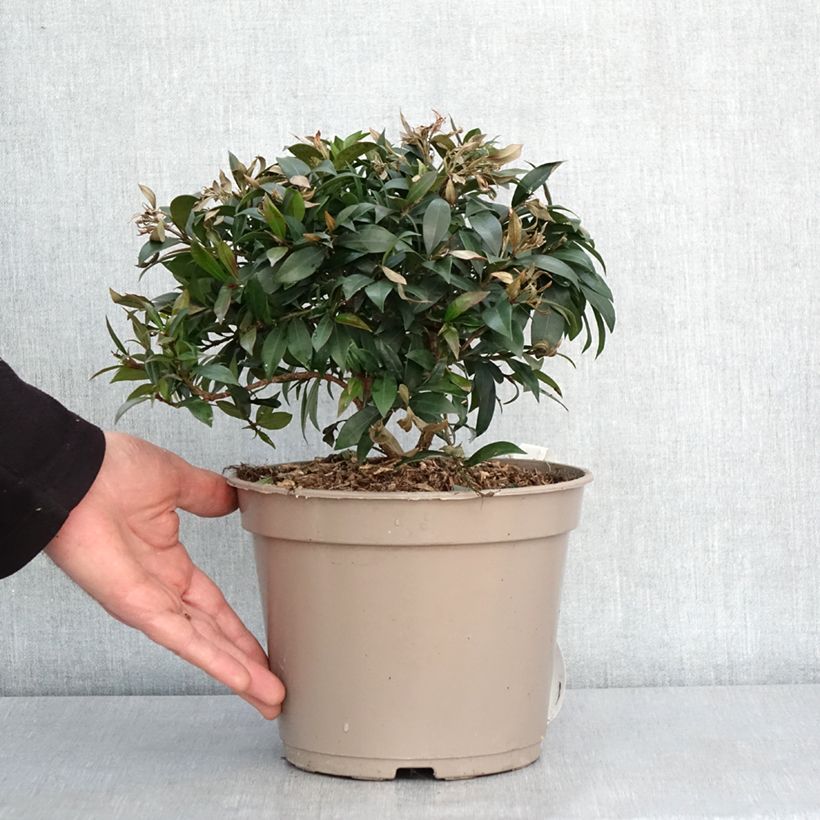 Example of Eugenia myrtifolia Compacta - Myrte d'Australie Pot van 4 l/5 l as you get in hiver