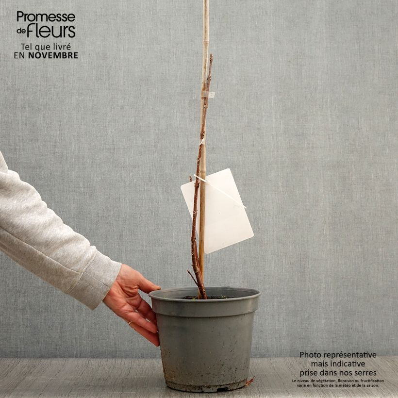 Exemplaar van Tetradium daniellii - Bijenboom Pot van 4 l/5 l zoals geleverd in de herfst