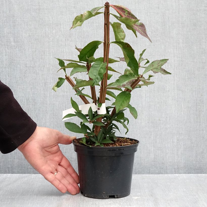 Example of Euonymus alatus Blade Runner - Fusain ailé nain Pot van 2 l/3 l as you get in automne