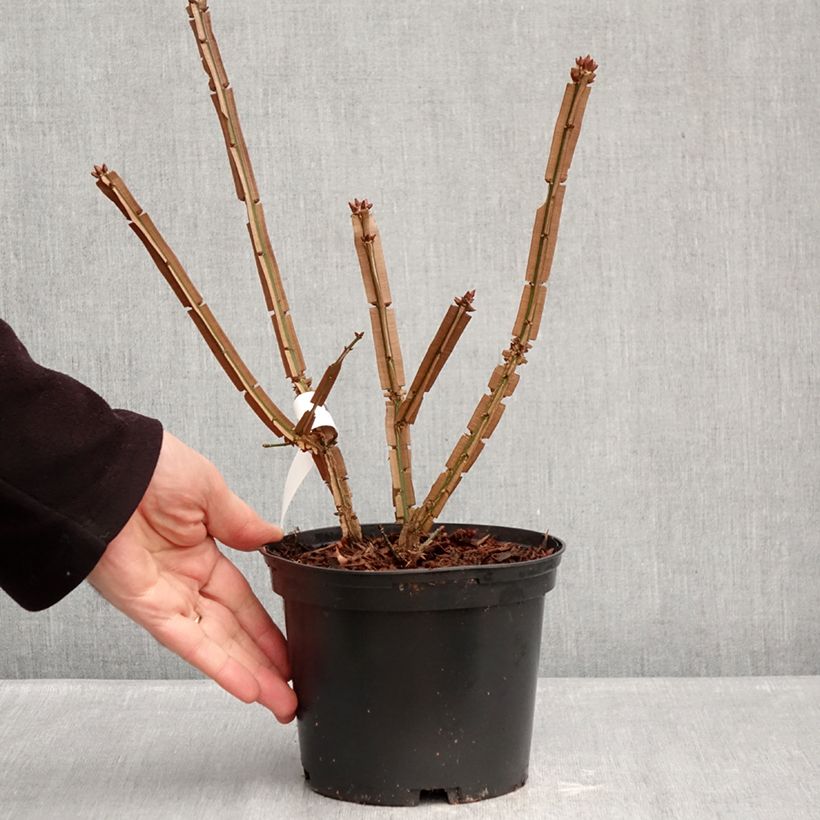 Exemplaar van Euonymus alatus Blade Runner - Gevleugelde kardinaalsmuts Pot van 2 l/3 l zoals geleverd in de winter