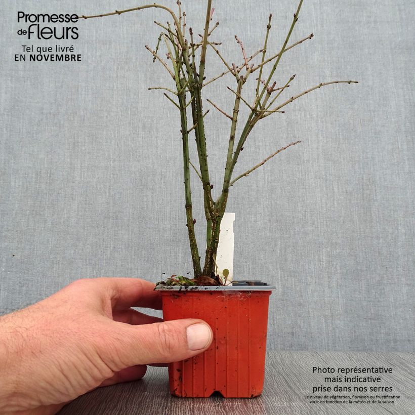 Exemplaar van Euonymus alatus - Gevleugelde kardinaalsmuts Kweekpotje van 8/9 cm zoals geleverd in de herfst