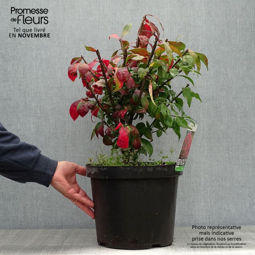 Exemplaar van Euonymus alatus - Gevleugelde kardinaalsmuts Pot van 7,5 l/10 l zoals geleverd in de herfst