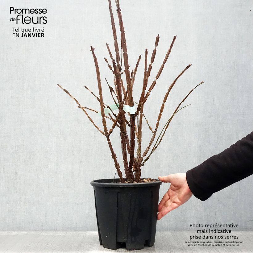 Example of Euonymus alatus - Gevleugelde kardinaalsmuts Pot van 7,5 l/10 l as you get in hiver