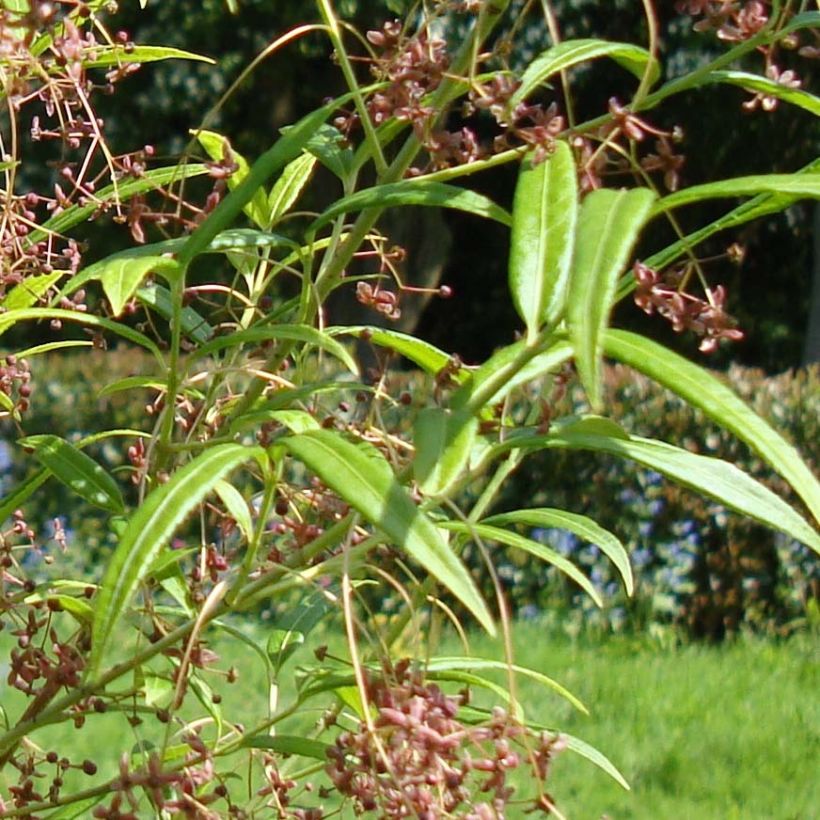 Euonymus clivicolus - Kardinaalsmuts (Foliage)