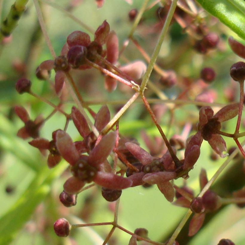 Euonymus clivicolus - Kardinaalsmuts (Flowering)