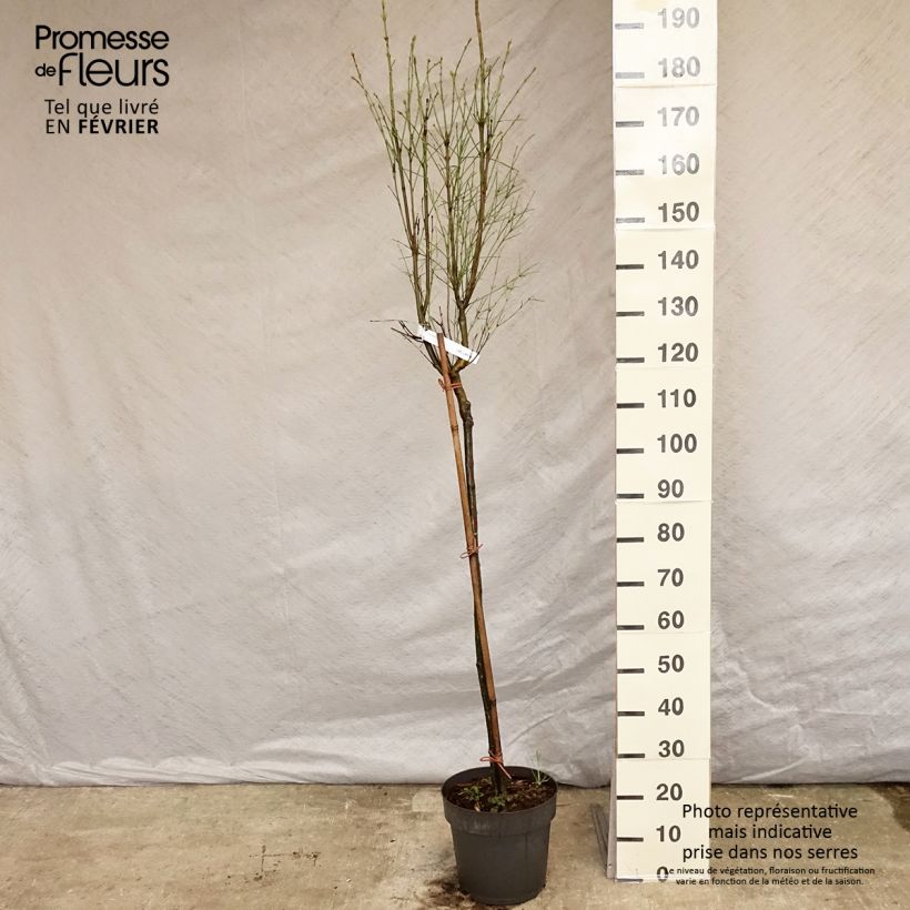 Example of Euonymus clivicolus - Fusain Pot van 7,5 l/10 l as you get in hiver