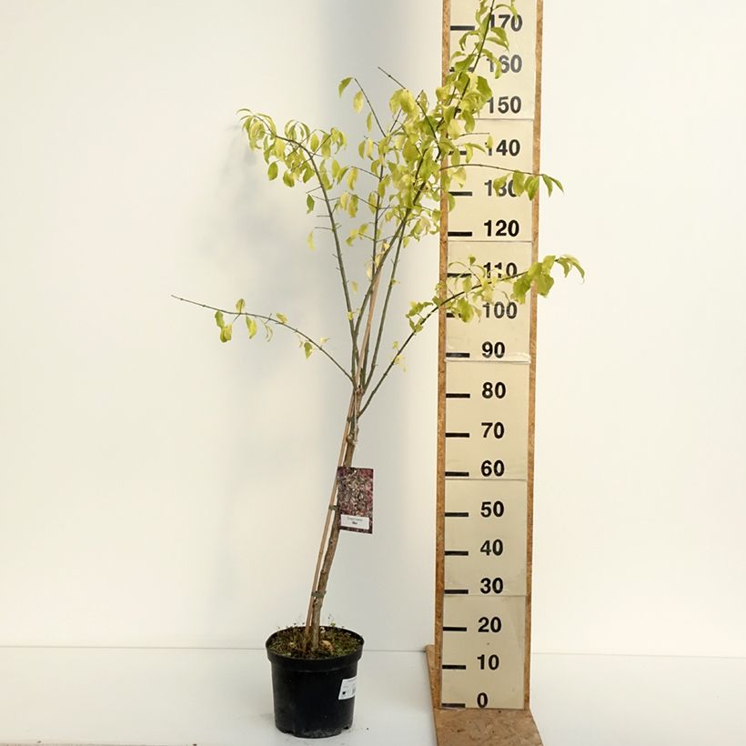 Exemplaar van Euonymus europaeus Albus - Wilde kardinaalsmuts Pot van 7,5 l/10 l zoals geleverd in de zomer
