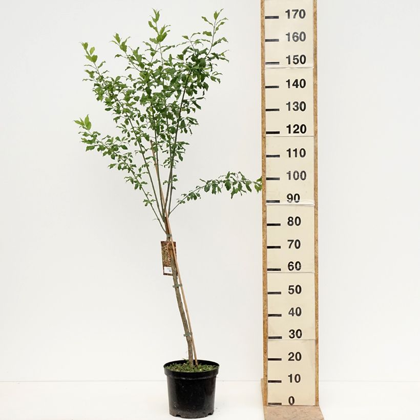 Example of Euonymus europaeus Albus - Fusain d'Europe Pot van 7,5 l/10 l as you get in printemps