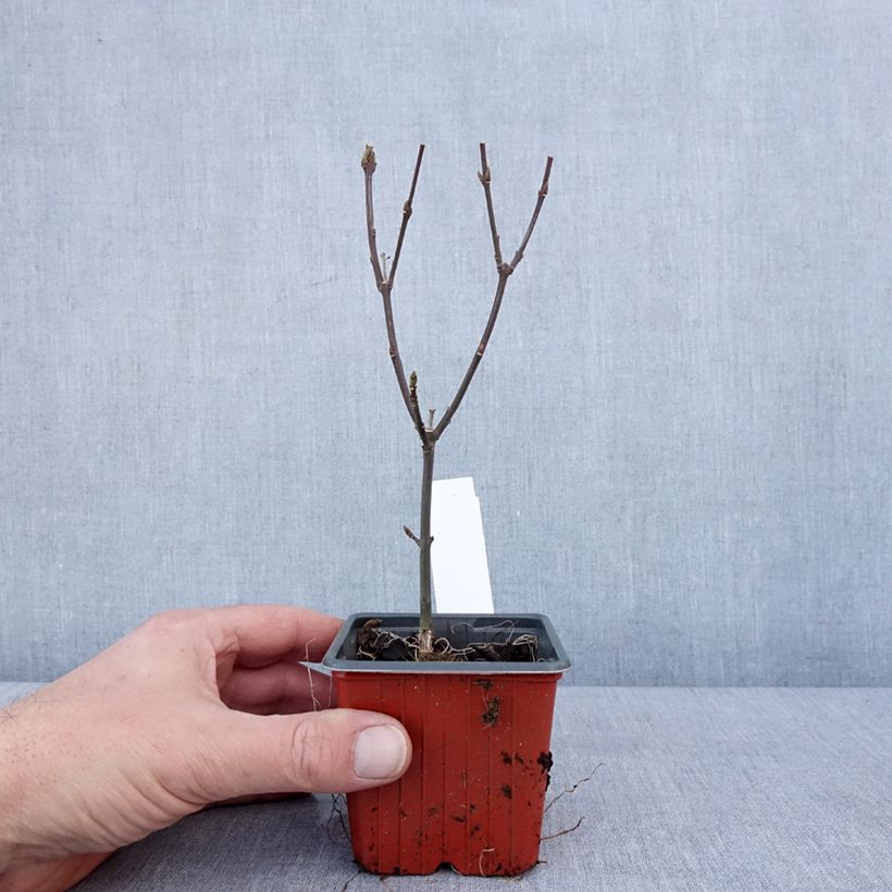 Example of Euonymus europaeus Red Cascade - Wilde kardinaalsmuts Kweekpotje van 8/9 cm as you get in hiver