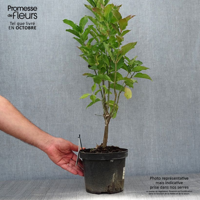 Exemplaar van Euonymus europaeus Red Cascade - Wilde kardinaalsmuts Pot van 2 l/3 l zoals geleverd in de herfst