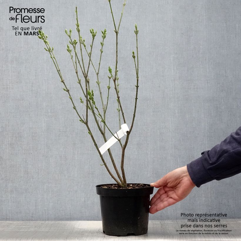 Exemplaar van Euonymus europaeus Red Cascade - Wilde kardinaalsmuts Pot van 2 l/3 l zoals geleverd in de lente