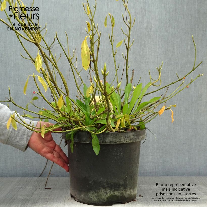 Exemplaar van Euonymus fortunei Blondy - Kardinaalsmuts Pot van 7,5 l/10 l zoals geleverd in de herfst