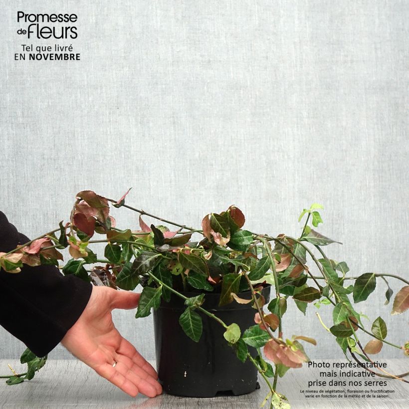 Exemplaar van Euonymus fortunei Coloratus - Kardinaalsmuts Pot van 1,5 l/2 l zoals geleverd in de herfst