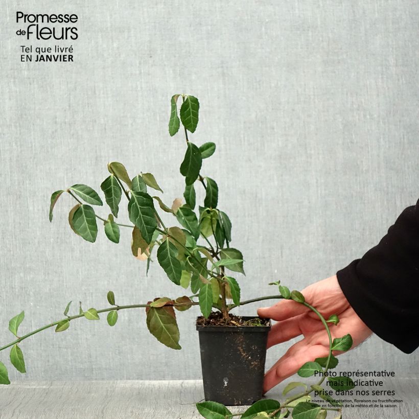 Example of Euonymus fortunei Dart's Blanket - Fusain rampant Kweekpotje van 8/9 cm as you get in hiver