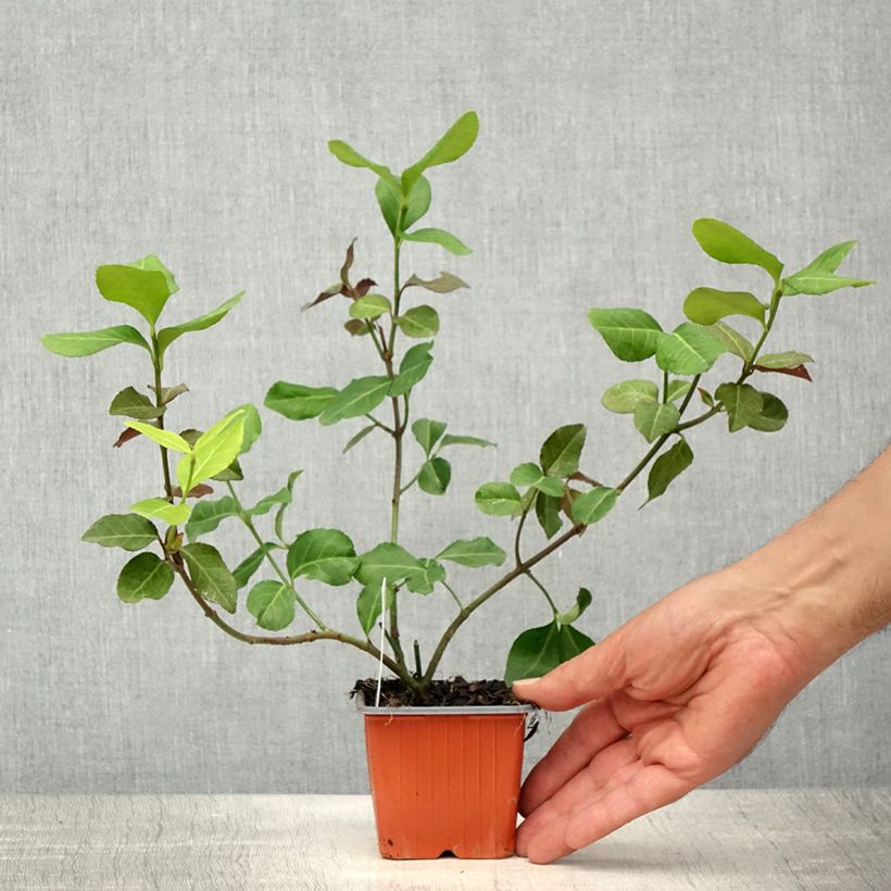 Exemplaar van Euonymus fortunei Dart's Blanket - Kardinaalsmuts Kweekpotje van 8/9 cm zoals geleverd in de lente