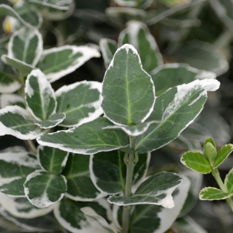 Euonymus fortunei Emerald Gaiety - Kardinaalsmuts (Foliage)