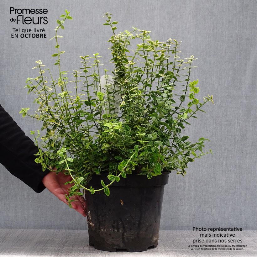 Exemplaar van Euonymus fortunei Emerald n Gold - Kardinaalsmuts Pot van 4 l/5 l zoals geleverd in de herfst