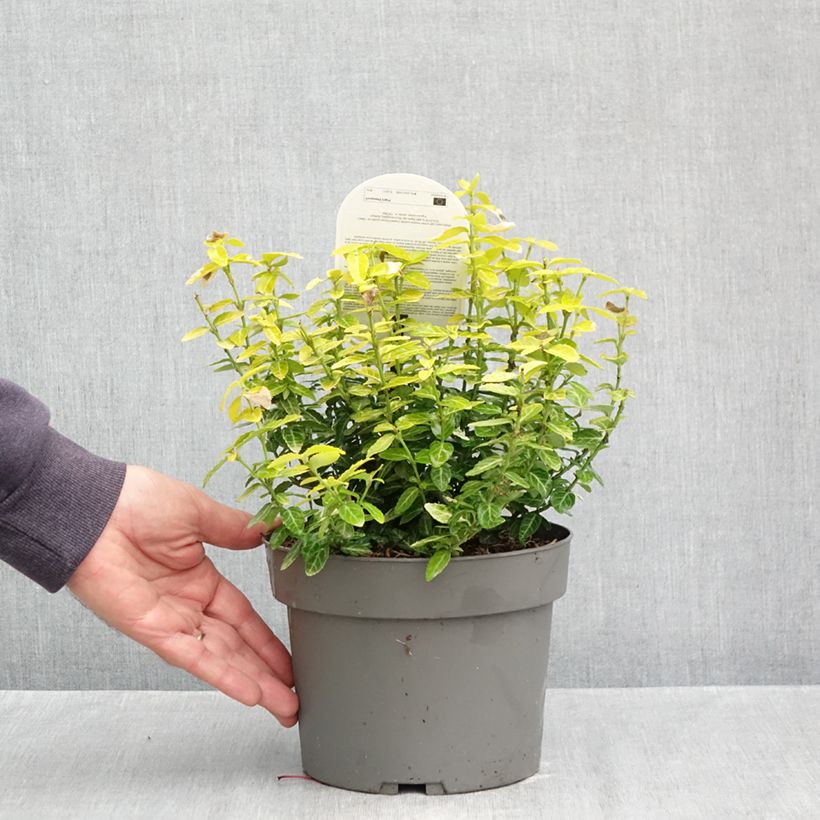 Exemplaar van Euonymus fortunei Goldy - Kardinaalsmuts Pot van 3 l/4 l zoals geleverd in de herfst