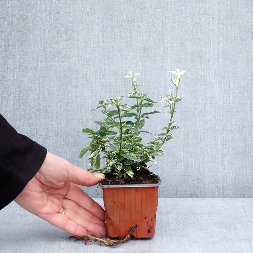 Example of Euonymus fortunei Harlequin - Fusain persistant panaché Kweekpotje van 8/9 cm as you get in hiver