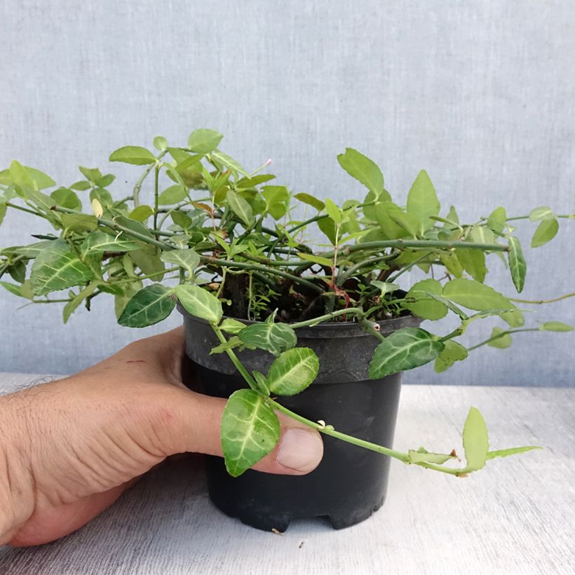 Exemplaar van Euonymus fortunei Radicans - Kardinaalsmuts Pot van 1 l/1,5 l zoals geleverd in de zomer