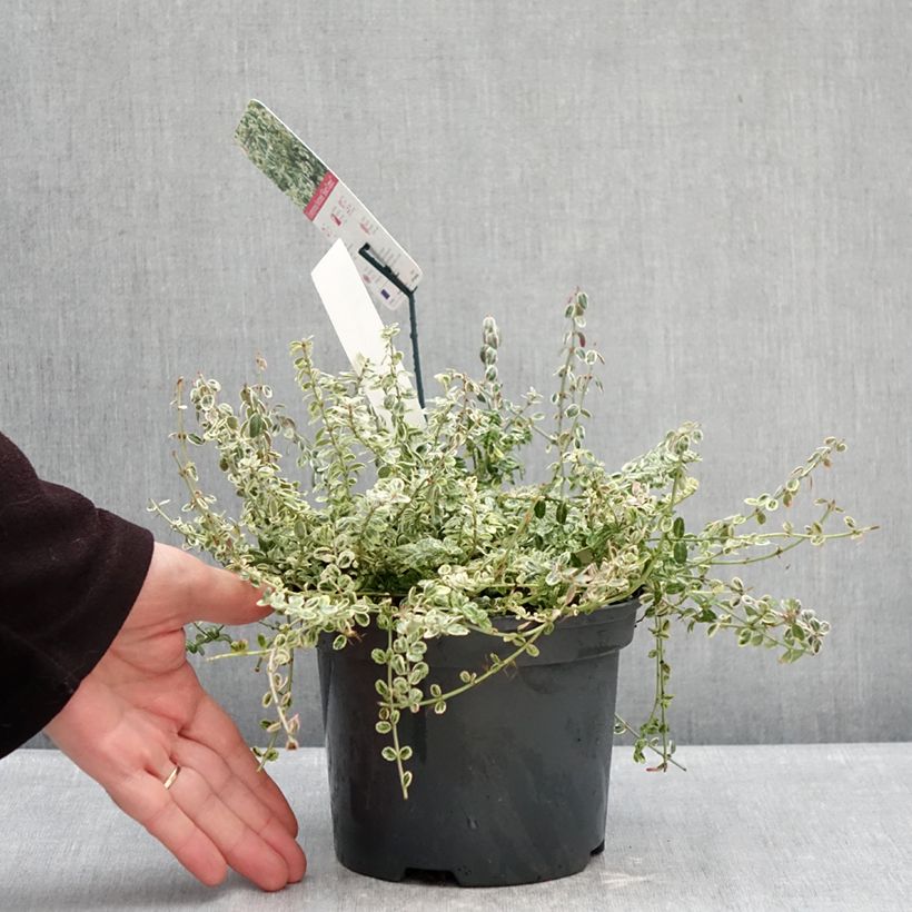 Exemplaar van Kardinaalsmuts Silver Carpet - Euonymus fortunei Pot van 2 l/3 l zoals geleverd in de winter