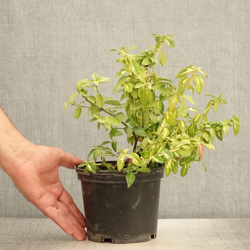 Exemplaar van Euonymus fortunei Sunspot - Kardinaalsmuts Pot van 2 l/3 l zoals geleverd in de zomer