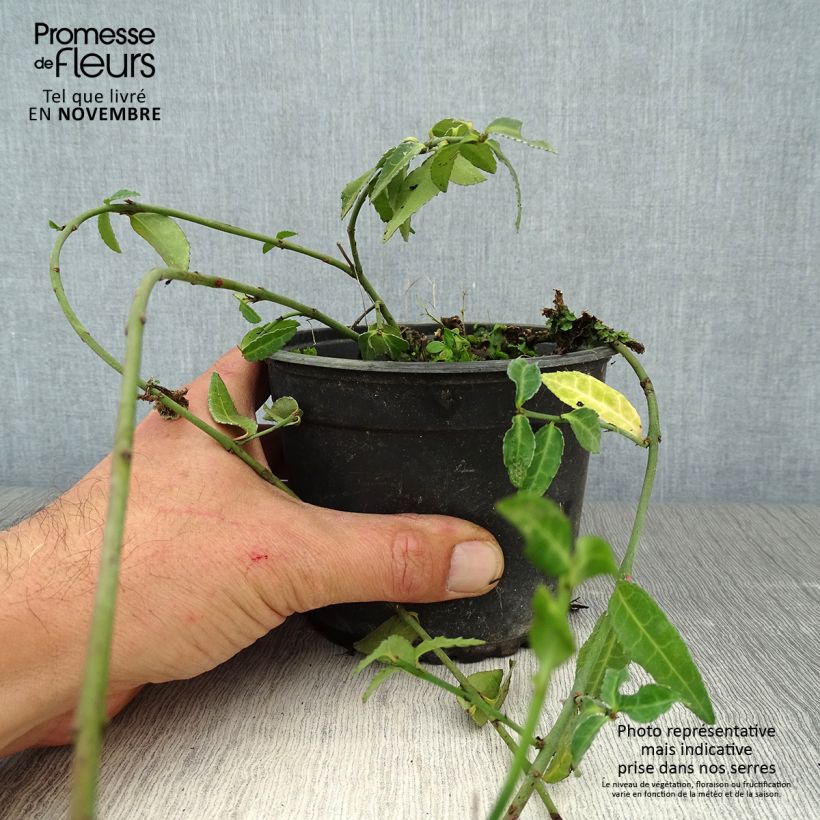 Exemplaar van Euonymus fortunei Tustin - Kardinaalsmuts Pot van 1 l/1,5 l zoals geleverd in de herfst