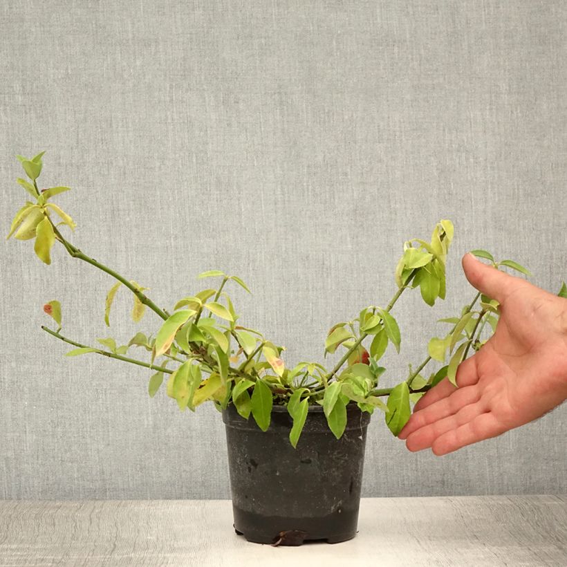 Exemplaar van Euonymus fortunei Tustin - Kardinaalsmuts Pot van 1 l/1,5 l zoals geleverd in de zomer
