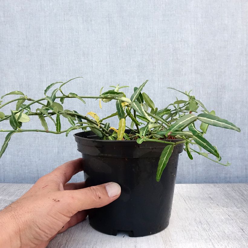 Exemplaar van Euonymus fortunei Wolong Ghost - Kardinaalsmuts Pot van 2 l/3 l zoals geleverd in de zomer