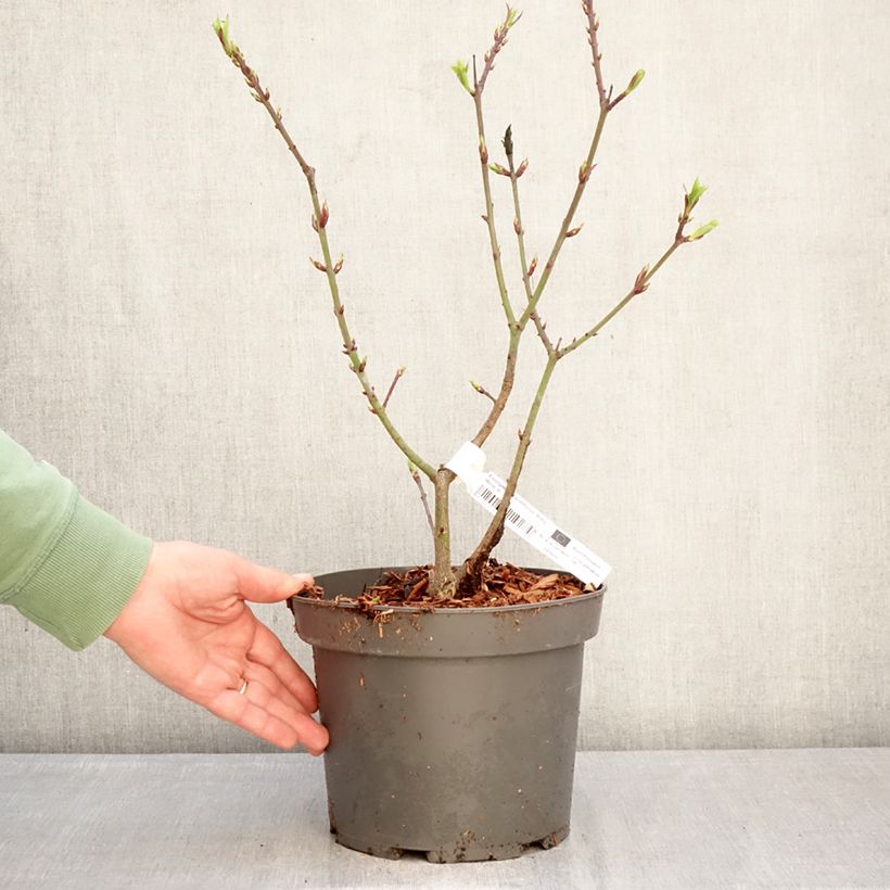 Exemplaar van Euonymus grandiflorus Ruby Wine - Kardinaalsmuts Pot van 4 l/5 l zoals geleverd in de winter