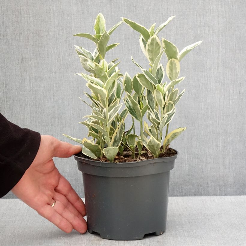 Exemplaar van Euonymus japonicus Bravo - Japanse kardinaalsmuts Pot van 2 l/3 l zoals geleverd in de lente