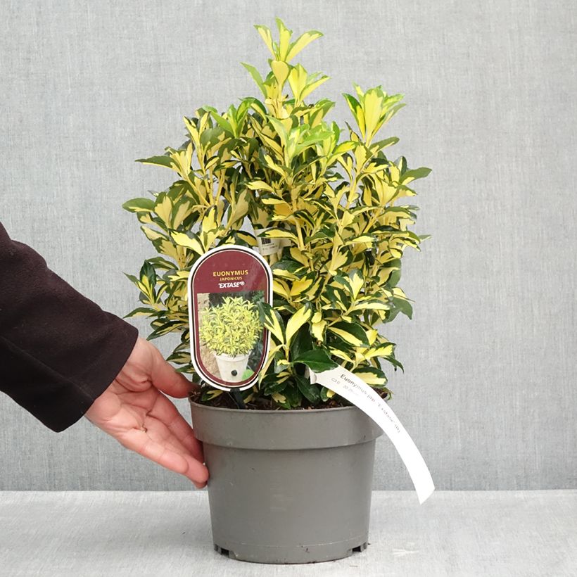 Exemplaar van Euonymus japonicus Exstase - Japanse kardinaalsmuts Pot van 3 l/4 l zoals geleverd in de herfst