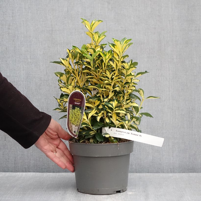 Example of Euonymus japonicus Exstase - Japanse kardinaalsmuts Pot van 3 l/4 l as you get in hiver