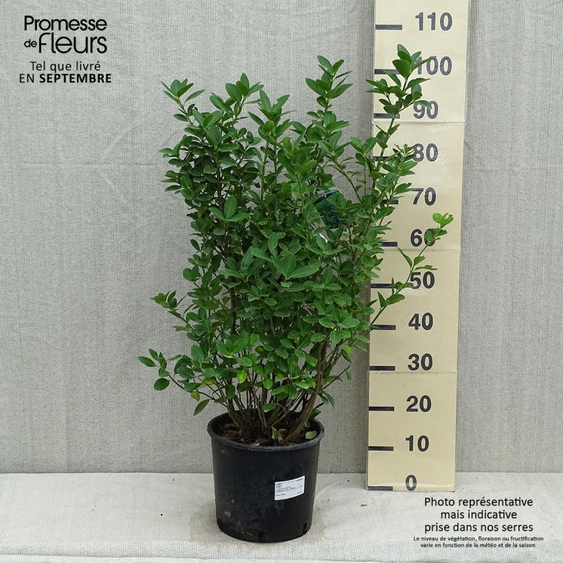 Exemplaar van Japanse kardinaalsmuts - Euonymus japonicus Pot van 7,5 l/10 l zoals geleverd in de herfst