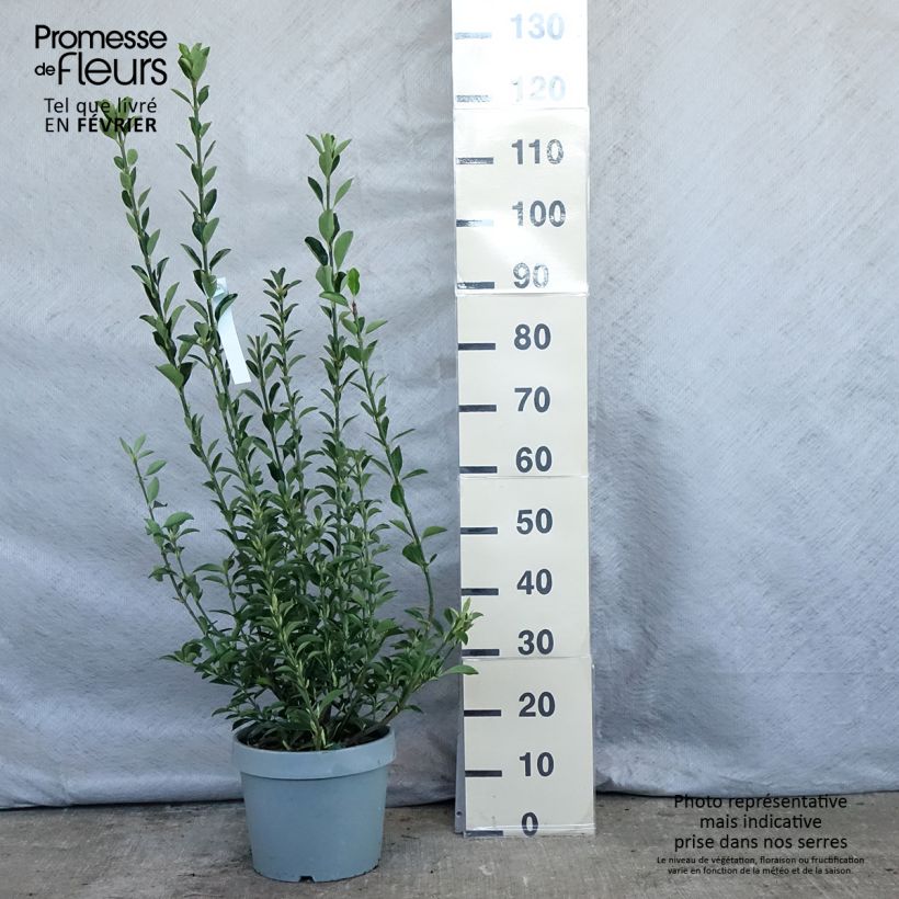 Example of Euonymus japonicus - Fusain du Japon Pot van 7,5 l/10 l as you get in hiver