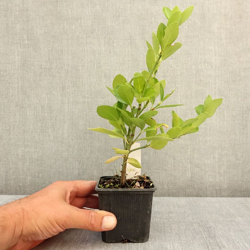 Exemplaar van Japanse kardinaalsmuts - Euonymus japonicus Kweekpotje van 8/9 cm zoals geleverd in de zomer