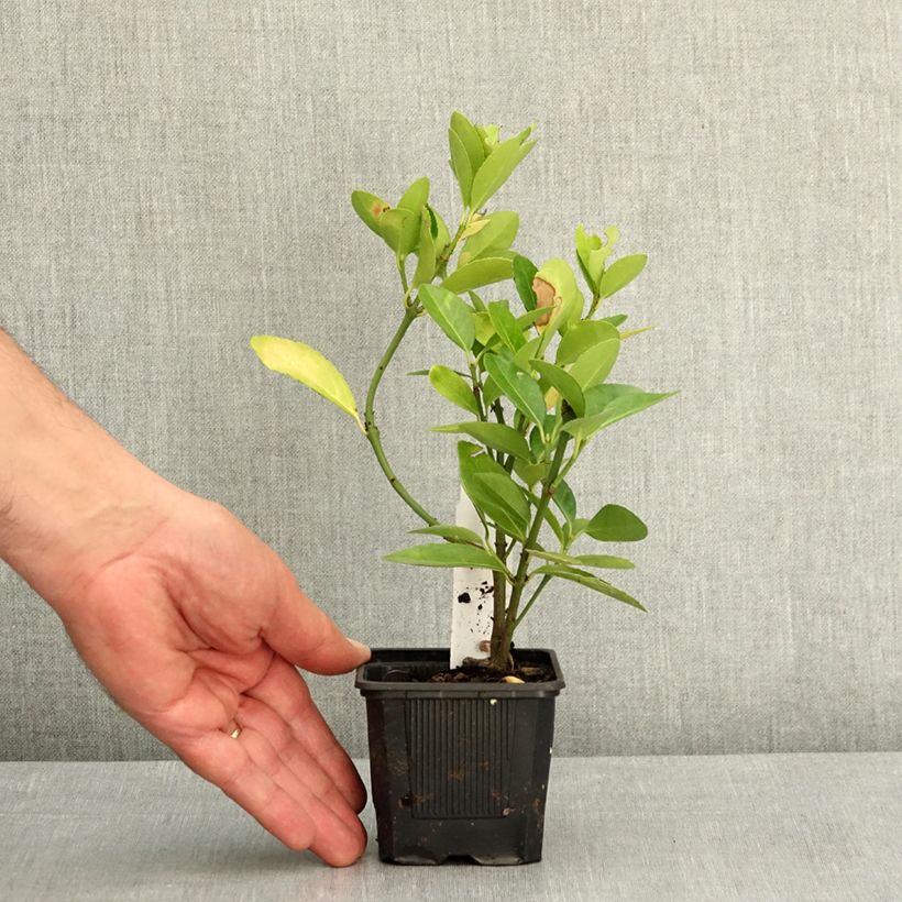 Exemplaar van Japanse kardinaalsmuts - Euonymus japonicus Kweekpotje van 8/9 cm zoals geleverd in de lente