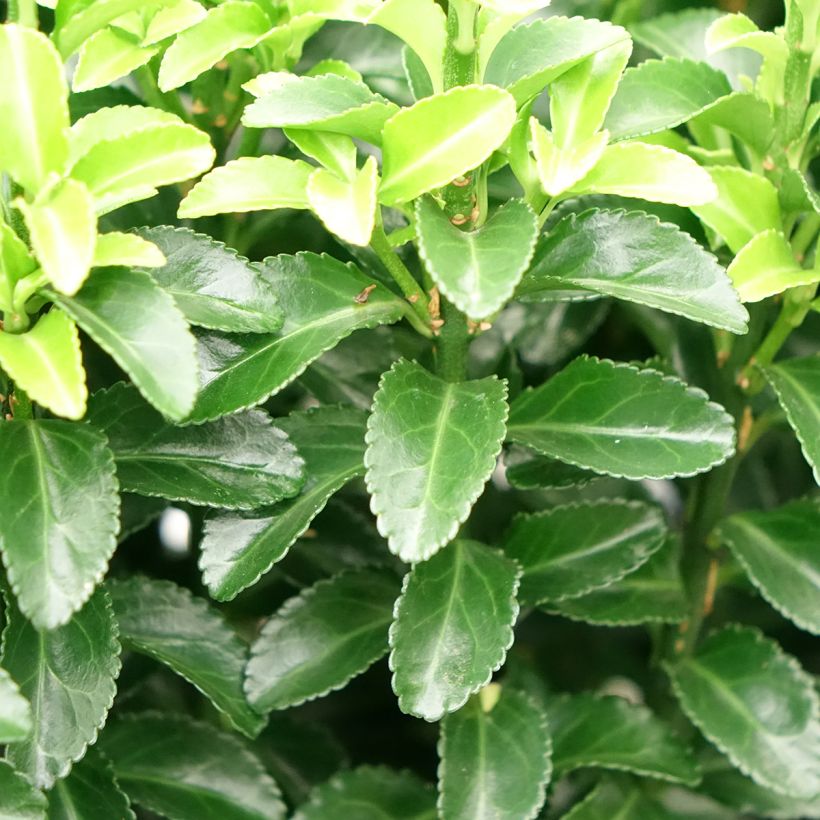 Euonymus japonicus Green Rocket - Japanse kardinaalsmuts (Blad)