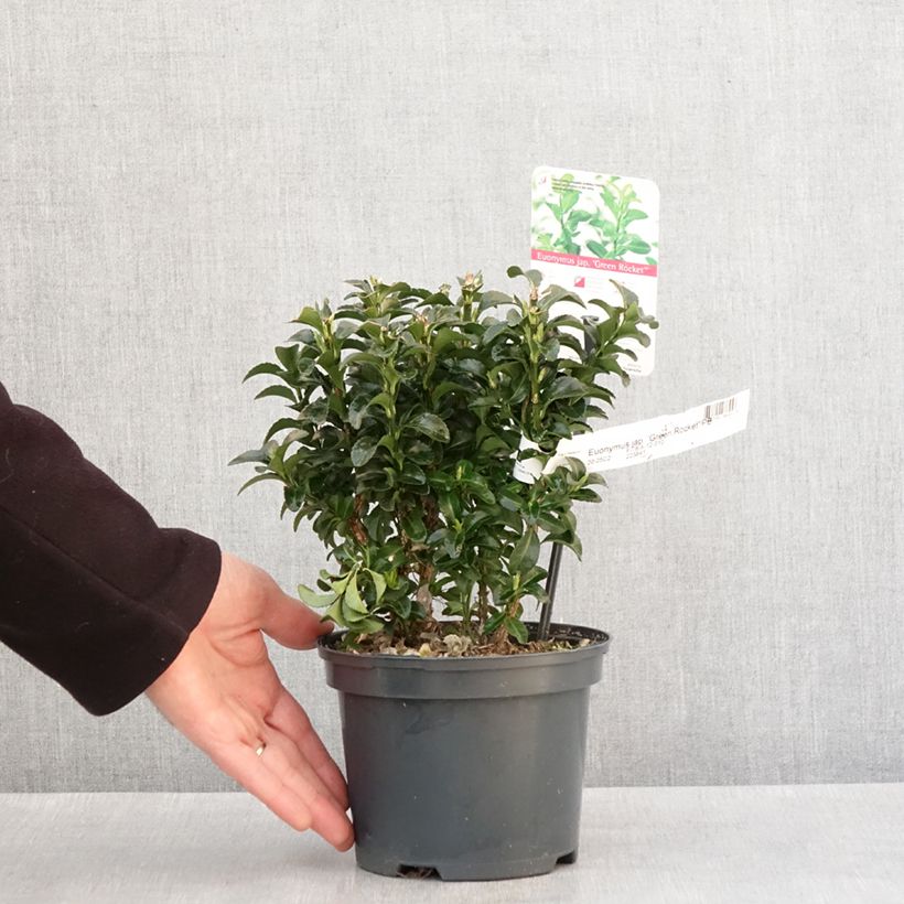 Example of Euonymus japonicus Green Rocket - Fusain du Japon érigé Pot van 2 l/3 l as you get in hiver