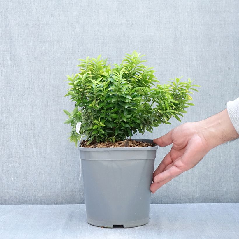 Exemplaar van Euonymus japonicus Happiness - Japanse kardinaalsmuts Pot van 4 l/5 l zoals geleverd in de herfst