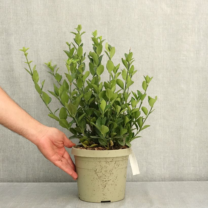 Exemplaar van Euonymus japonicus Himalaya - Japanse kardinaalsmuts Pot van 3 l/4 l zoals geleverd in de zomer