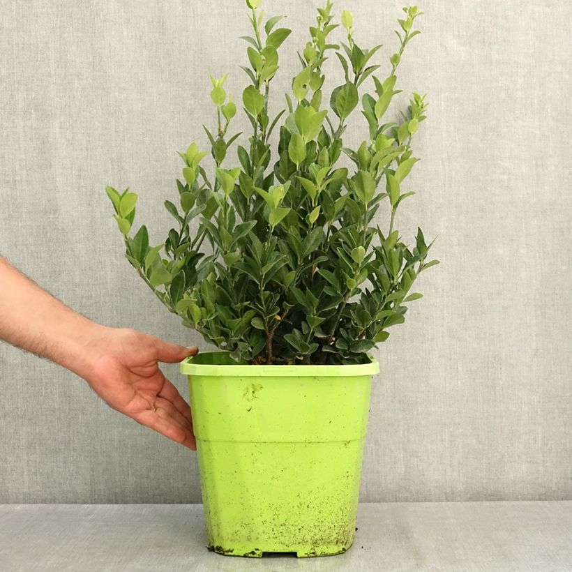Exemplaar van Euonymus japonicus Himalaya - Japanse kardinaalsmuts Pot van 7,5 l/10 l zoals geleverd in de zomer