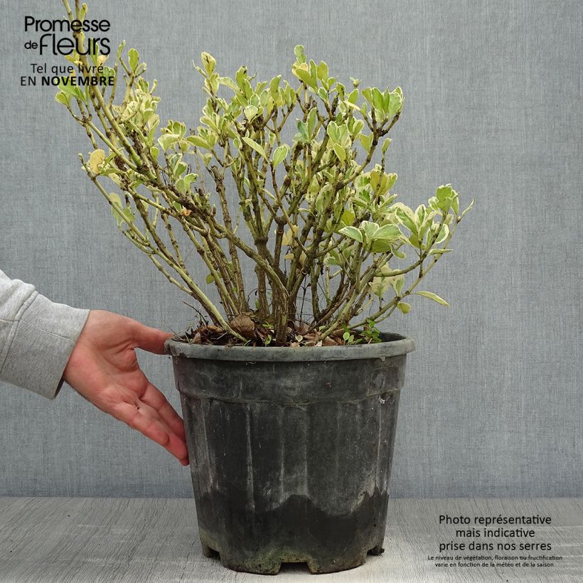 Exemplaar van Euonymus japonicus Kathy - Japanse kardinaalsmuts Pot van 7,5 l/10 l zoals geleverd in de herfst