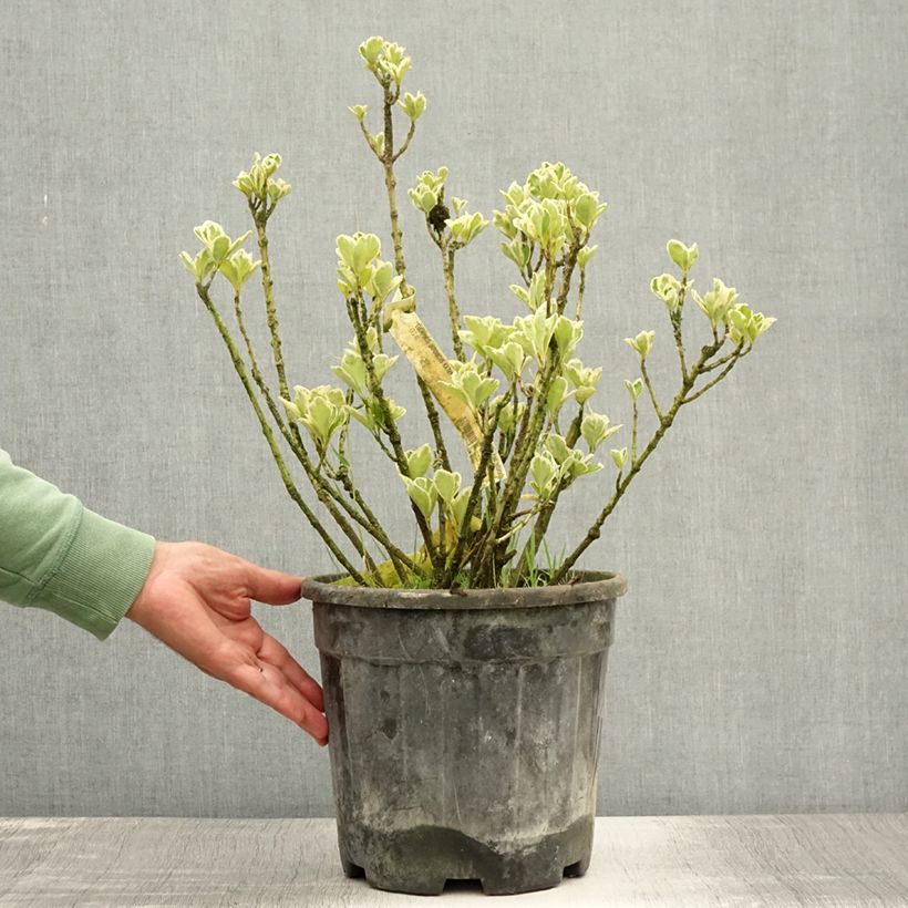 Exemplaar van Euonymus japonicus Kathy - Japanse kardinaalsmuts Pot van 7,5 l/10 l zoals geleverd in de zomer