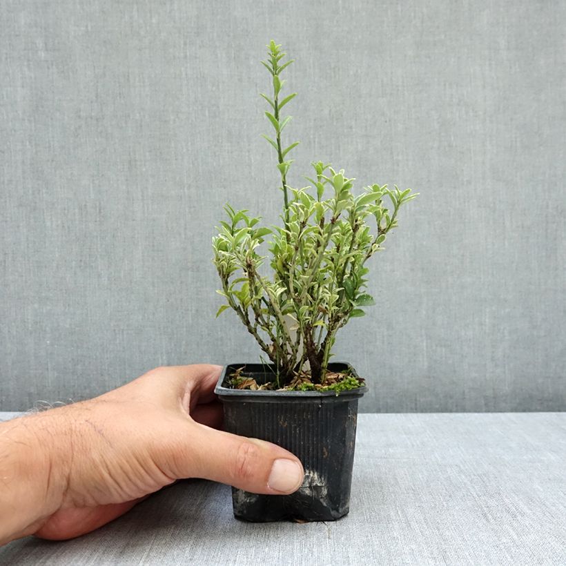 Exemplaar van Euonymus japonicus Microphyllus Albovariegatus - Japanse kardinaalsmuts Kweekpotje van 8/9 cm zoals geleverd in de zomer