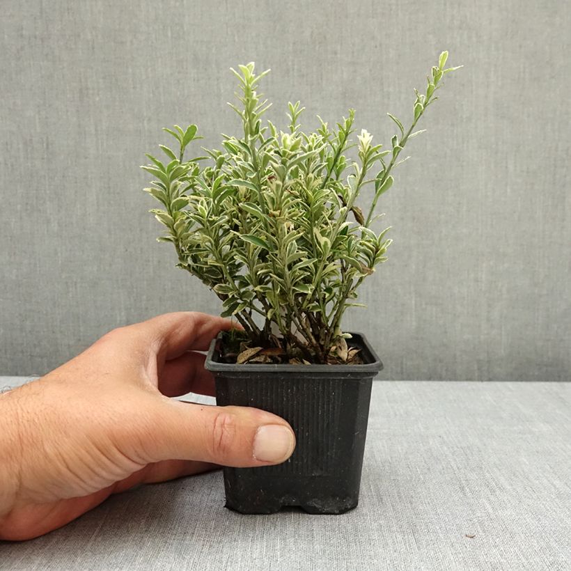 Exemplaar van Euonymus japonicus Microphyllus Albovariegatus - Japanse kardinaalsmuts Kweekpotje van 8/9 cm zoals geleverd in de lente