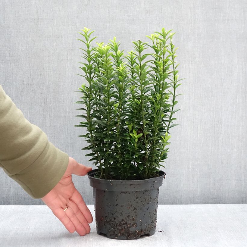 Example of Euonymus japonicus Microphyllus Aureovariegatus - Fusain Pot van 2 l/3 l as you get in hiver