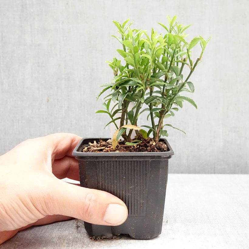 Exemplaar van Euonymus japonicus Microphyllus - Japanse kardinaalsmuts Kweekpotje van 8/9 cm zoals geleverd in de lente